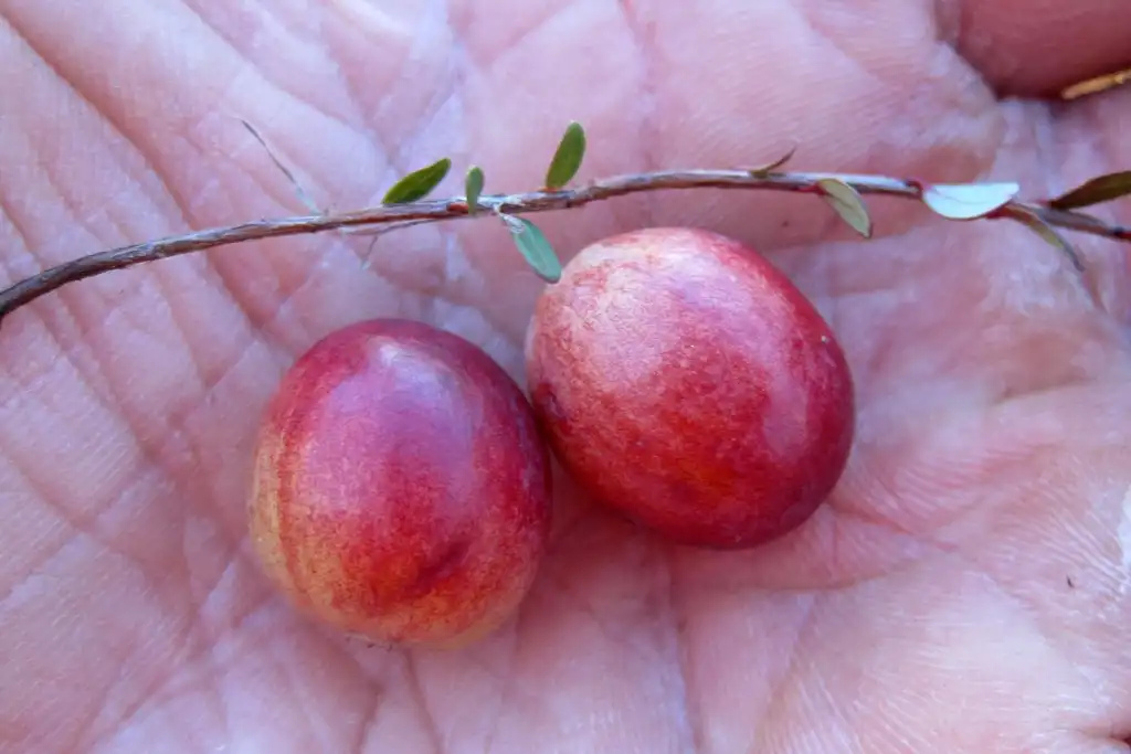 Фото Vaccinium macrocarpon - Ripe Fruit:Rob Routledge