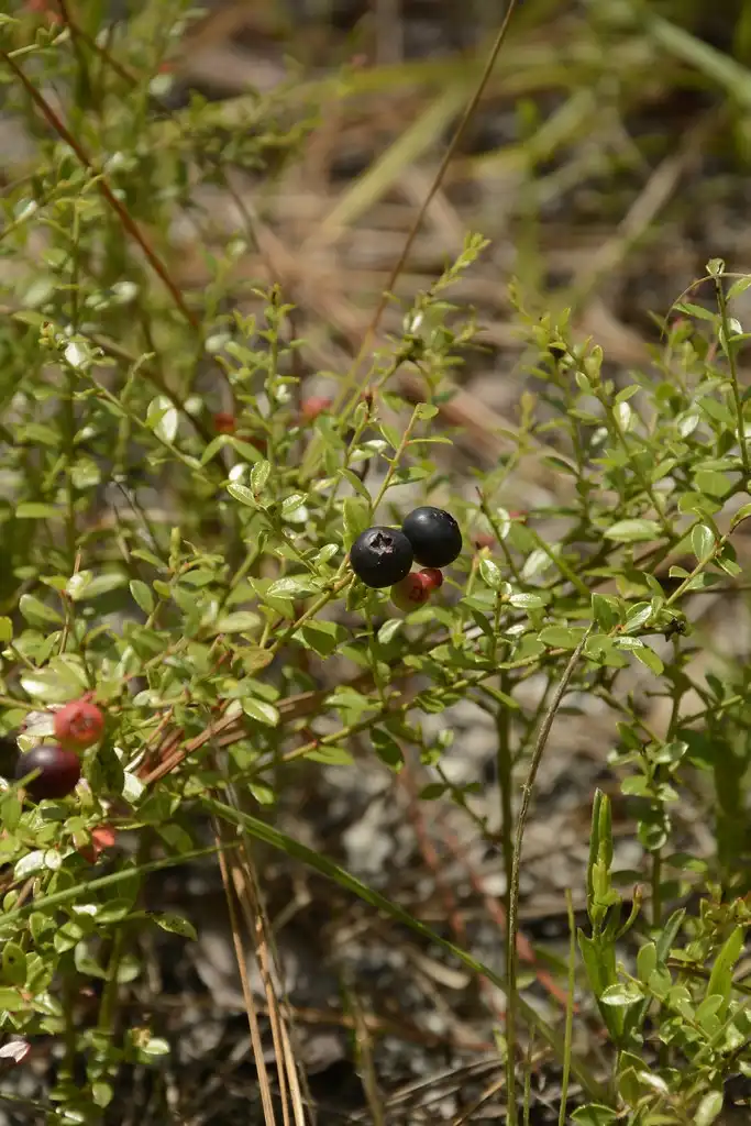 Foto de Vaccinium myrsinites (Vaccinium myrsinitess)