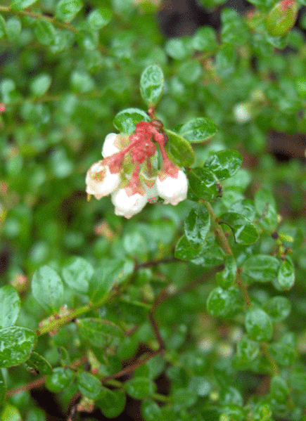 Foto de Vaccinium myrsinites (Vaccinium myrsinitess)