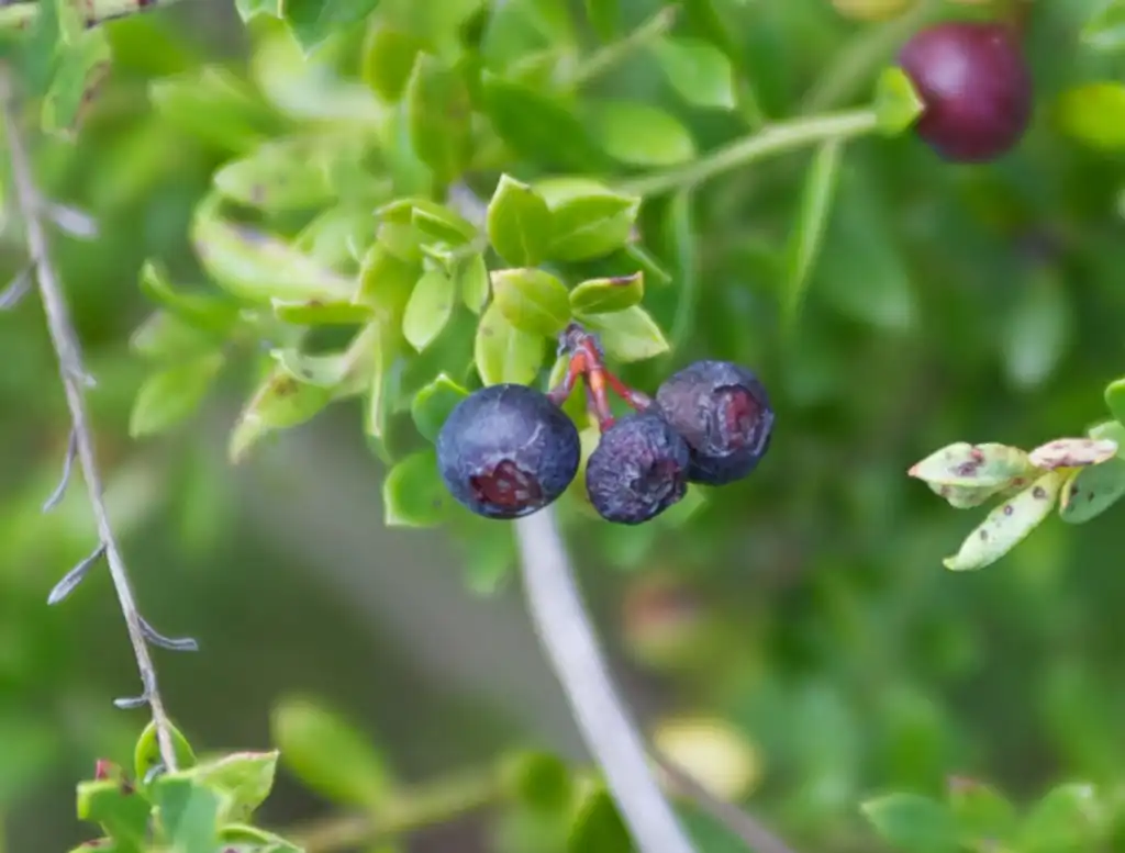 Foto de Vaccinium myrsinites - Berries:Malcolm Manners