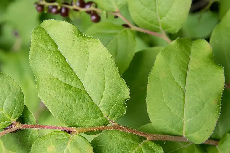Foto de Vaccinium oldhamii (Vaccinium oldhamiis)