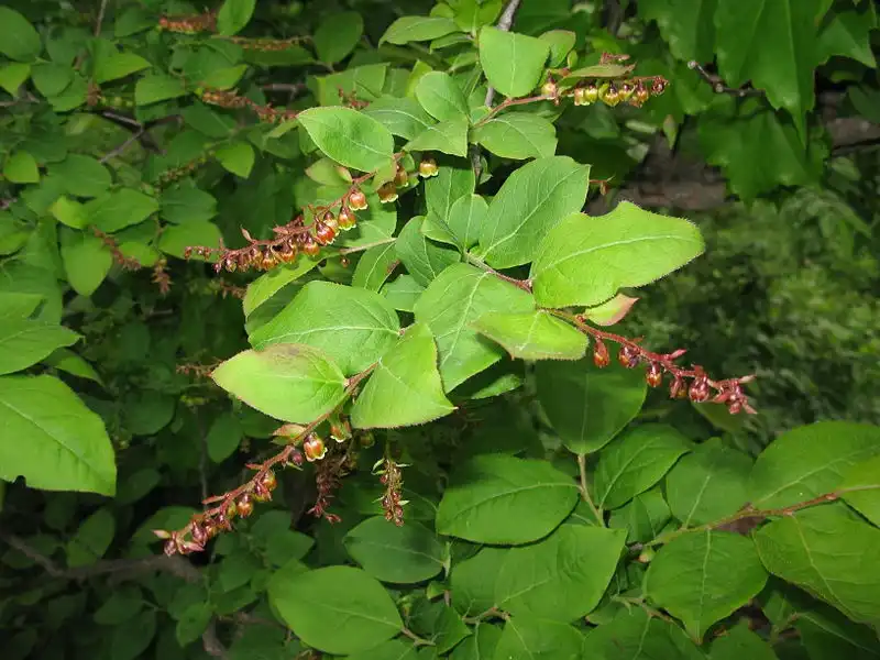 Foto de Vaccinium oldhamii (Vaccinium oldhamiis)