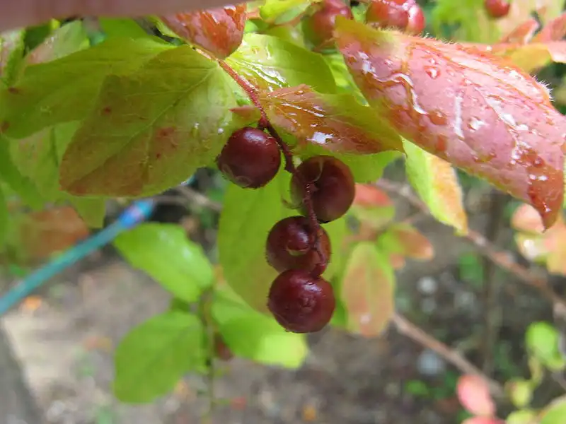 Foto de Vaccinium oldhamii - Fall color:Kenpei