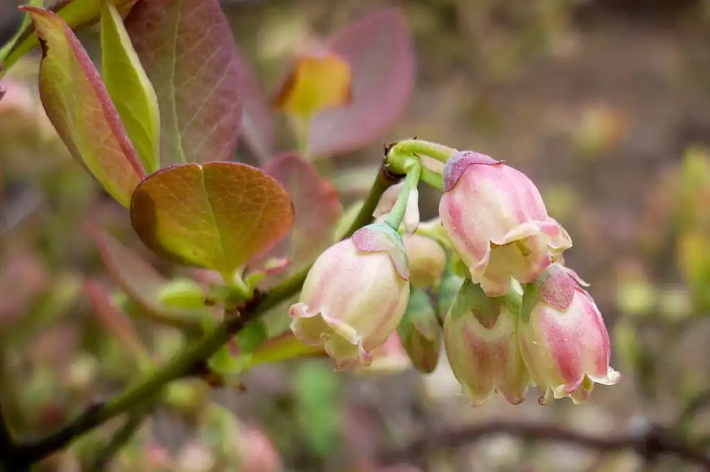 Фото Vaccinium pallidum (Vaccinium pallidums)