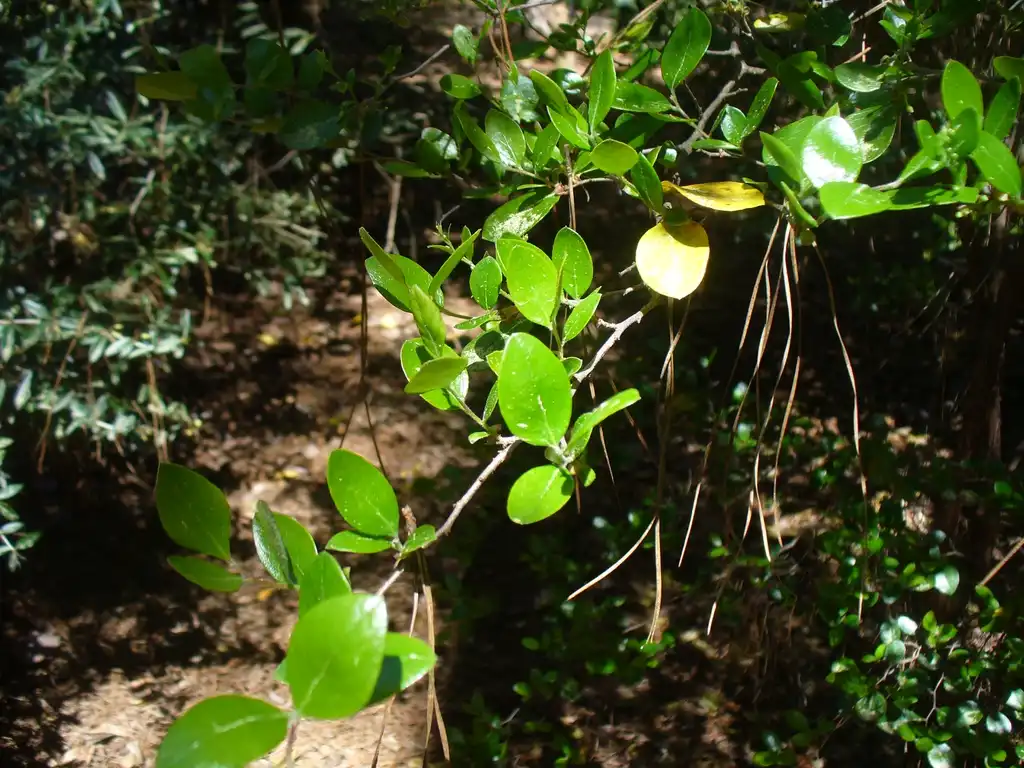 Foto de Vaccinium stamineum (Vaccinium stamineums)