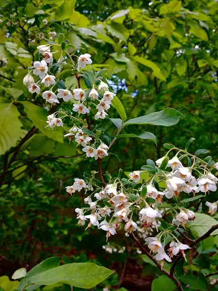 Foto de Vaccinium stamineum (Vaccinium stamineums)
