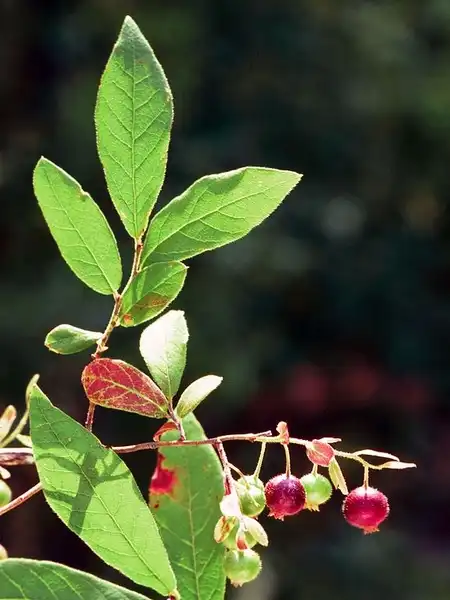 Foto de Vaccinium stamineum - Fruit:i Ted Bodner, Southern Weed Science Society, Bugwood.org