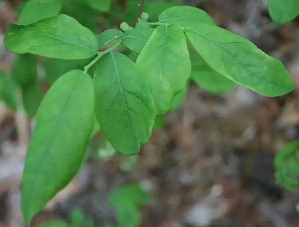 Foto de Vaccinium stamineum - Leaves:Daniel J. Layton