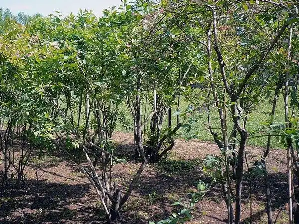 Фото Vaccinium virgatum (Vaccinium virgatums)