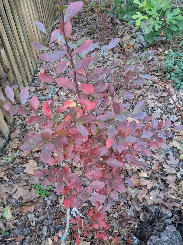 Фото Vaccinium virgatum (Vaccinium virgatums)