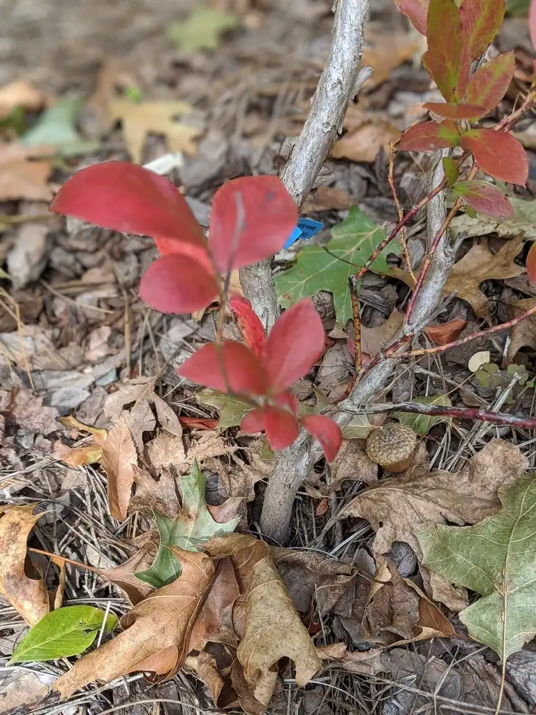 Фото Vaccinium virgatum - Stem (Cabarrus County, NC)-Early fall:Hope Duckworth
