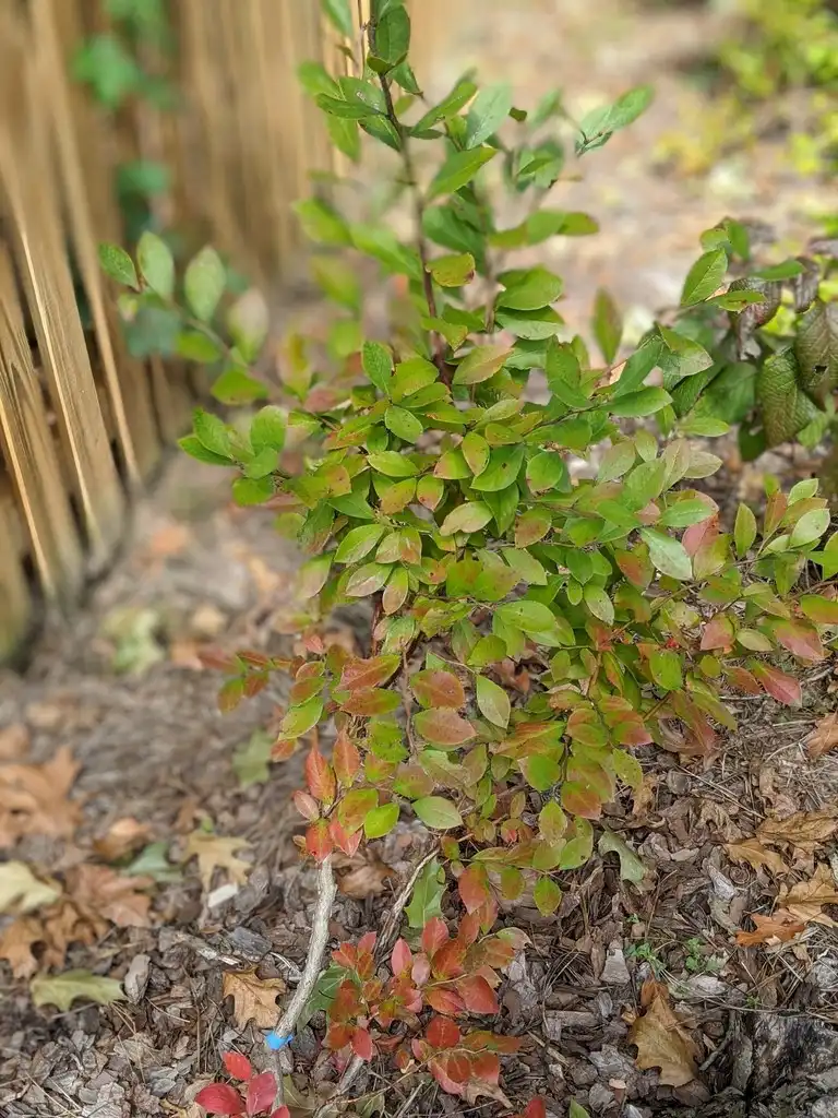 Фото Vaccinium virgatum - 'Powderblue' Form (Cabarrus County, NC)-Early Fall:Hope Duckworth