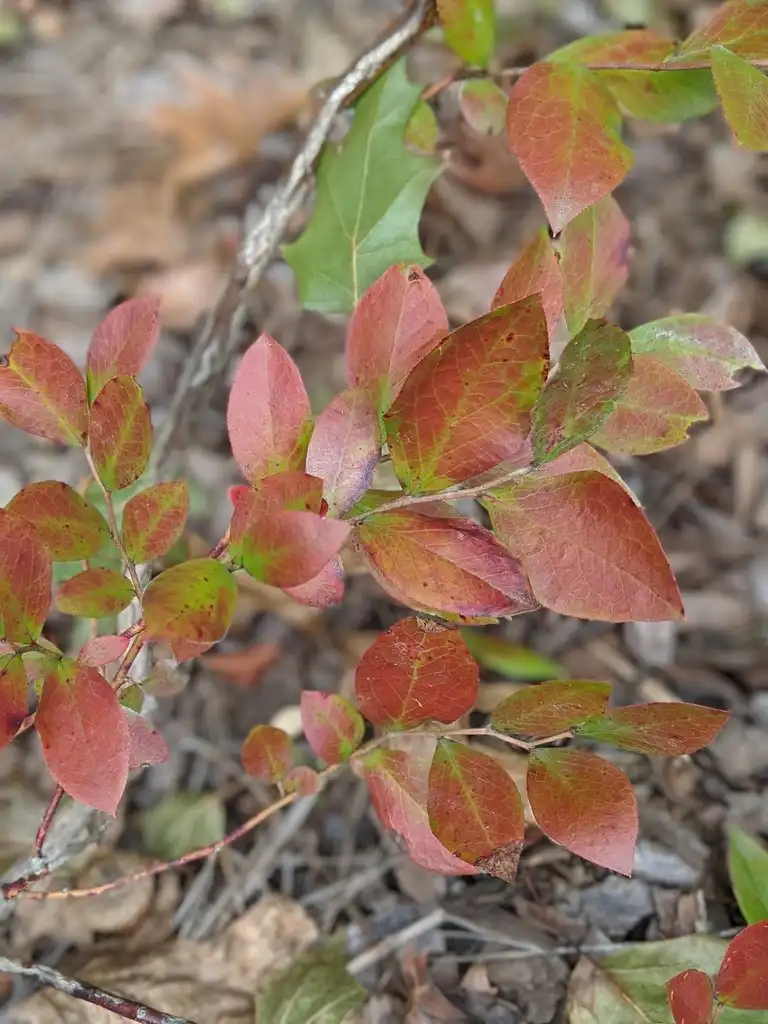Фото Vaccinium virgatum - Leaf close-up (Cabarrus County, NC)-Early Fall:Hope Duckworth