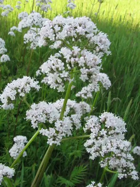 Photo of Valeriana officinalis (Valeriana officinaliss)