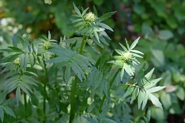 Photo of Valeriana officinalis (Valeriana officinaliss)