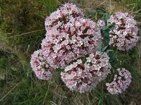 Photo of Valeriana officinalis - Flowers:nz willowherb