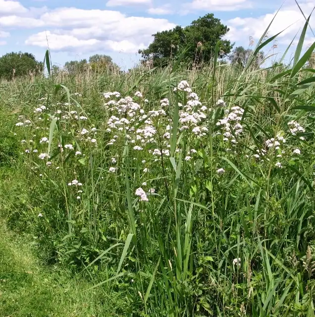 Photo of Valeriana officinalis - Habitat:Evelyn Simak