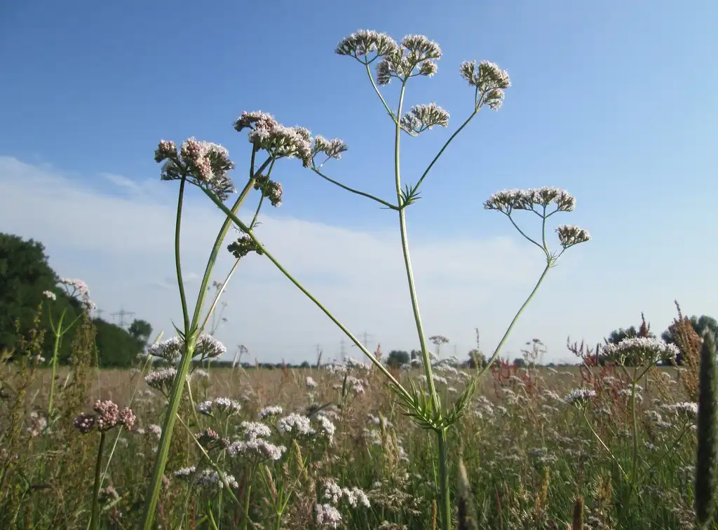 Photo of Valeriana officinalis - Stem formation:Andreas Rockstein