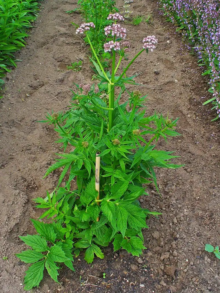 Photo of Valeriana officinalis - Growth habit:H. Zell