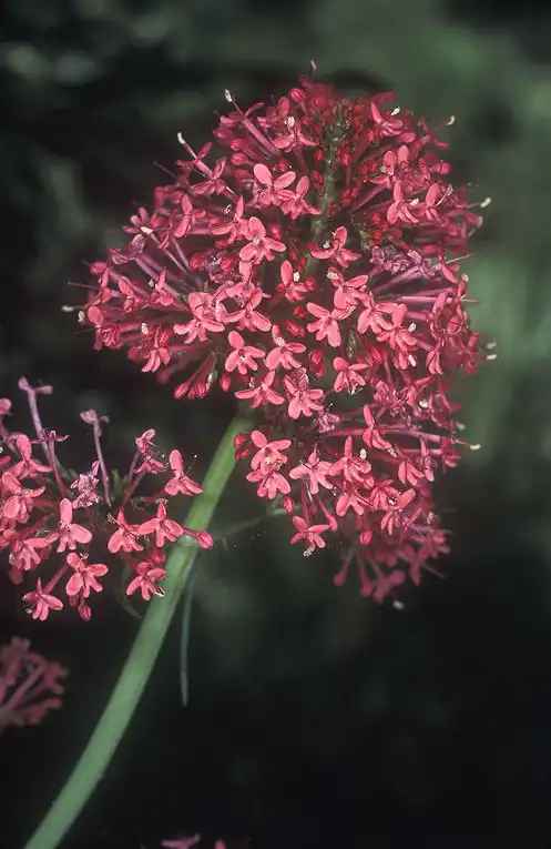 Фото Valeriana rubra (Valeriana rubras)