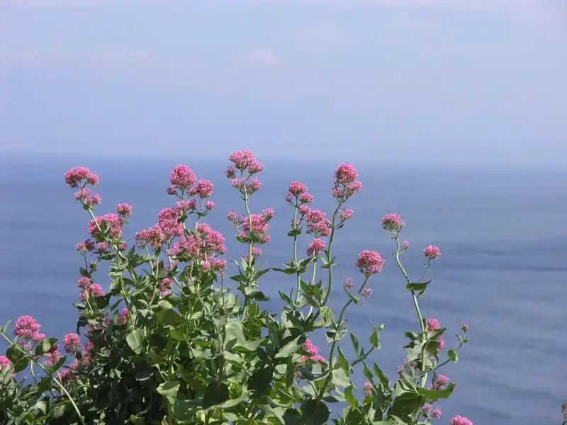 Фото Valeriana rubra (Valeriana rubras)