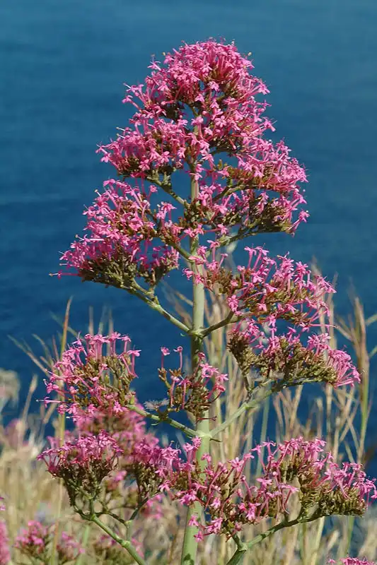 Фото Valeriana rubra - Flower:Ori Fragman-Sapir