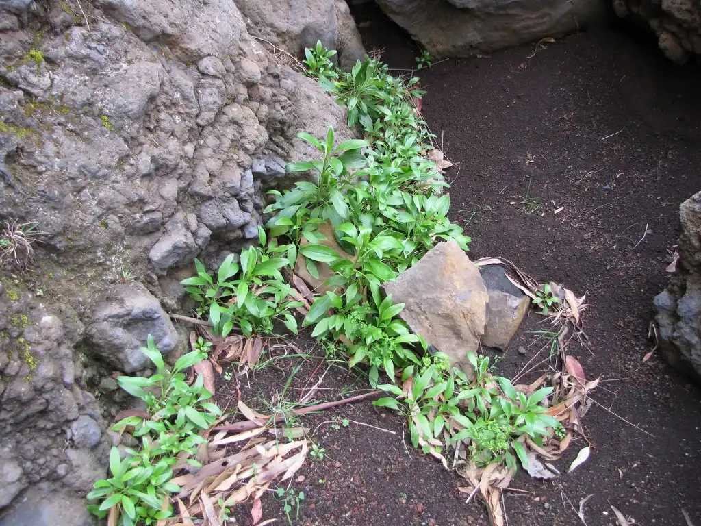 Фото Valeriana rubra - Habitat:Forest & Kim Starr