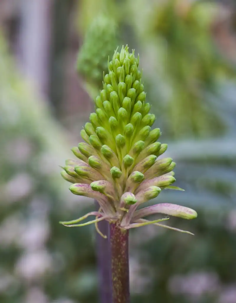 Фото Veltheimia bracteata (Veltheimia bracteatas)