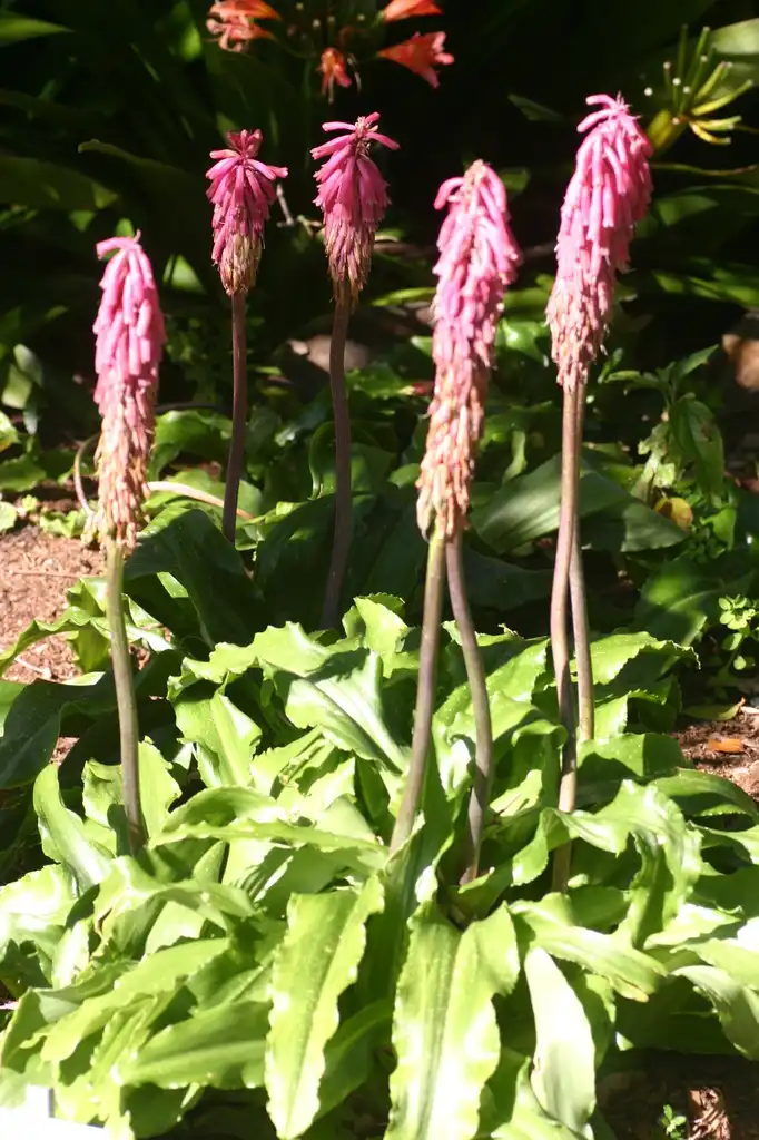 Фото Veltheimia bracteata (Veltheimia bracteatas)