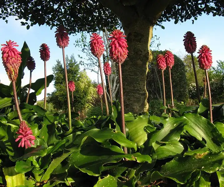 Фото Veltheimia bracteata - Stems:JonRichfield