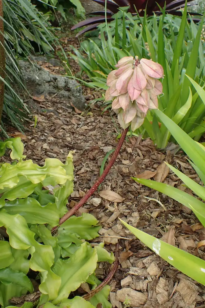 Фото Veltheimia bracteata - Leaves and stem:Krzysztof Ziarnek, Kenraiz