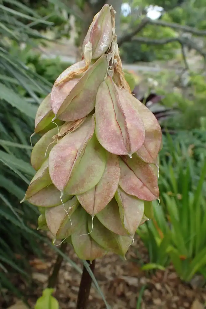 Фото Veltheimia bracteata - Fruit close-up:Krzysztof Ziarnek, Kenraiz