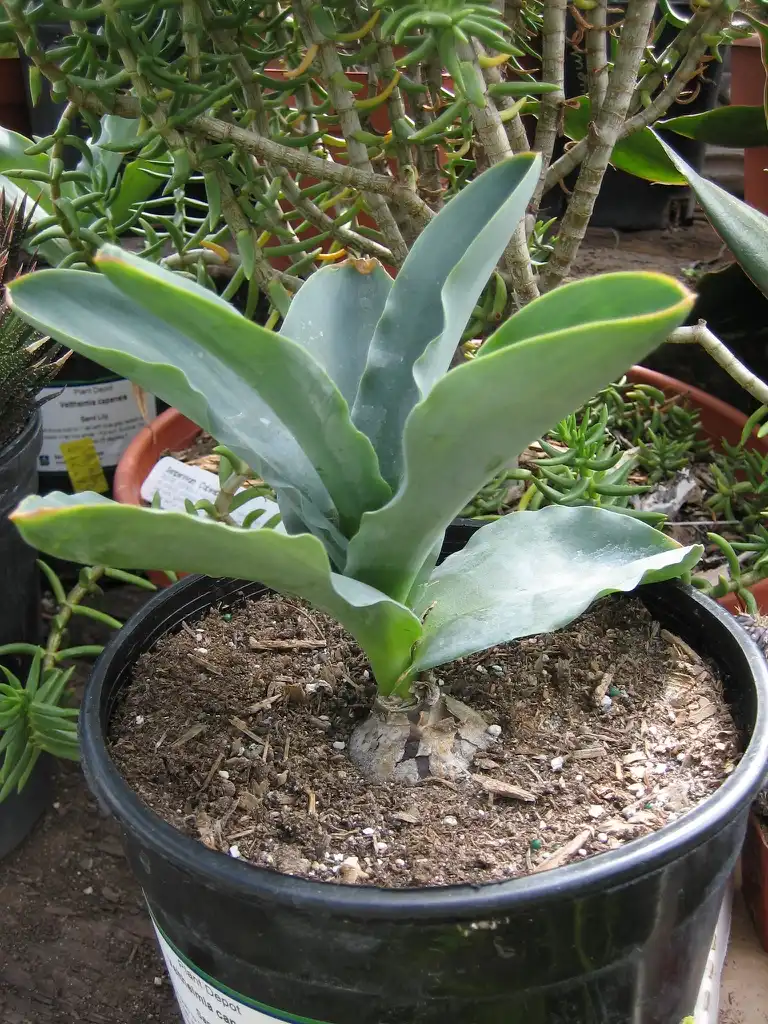 Photo of Veltheimia capensis (Veltheimia capensiss)
