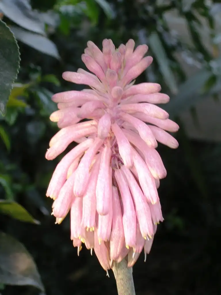 Photo of Veltheimia capensis (Veltheimia capensiss)