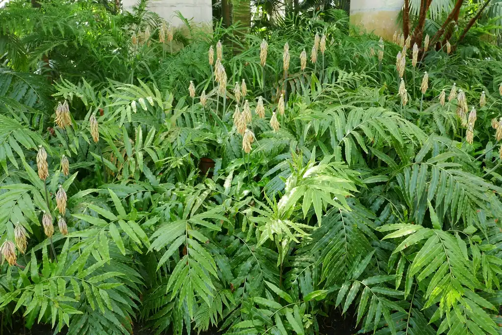 Photo of Veltheimia capensis - Full form:Ji-Elle