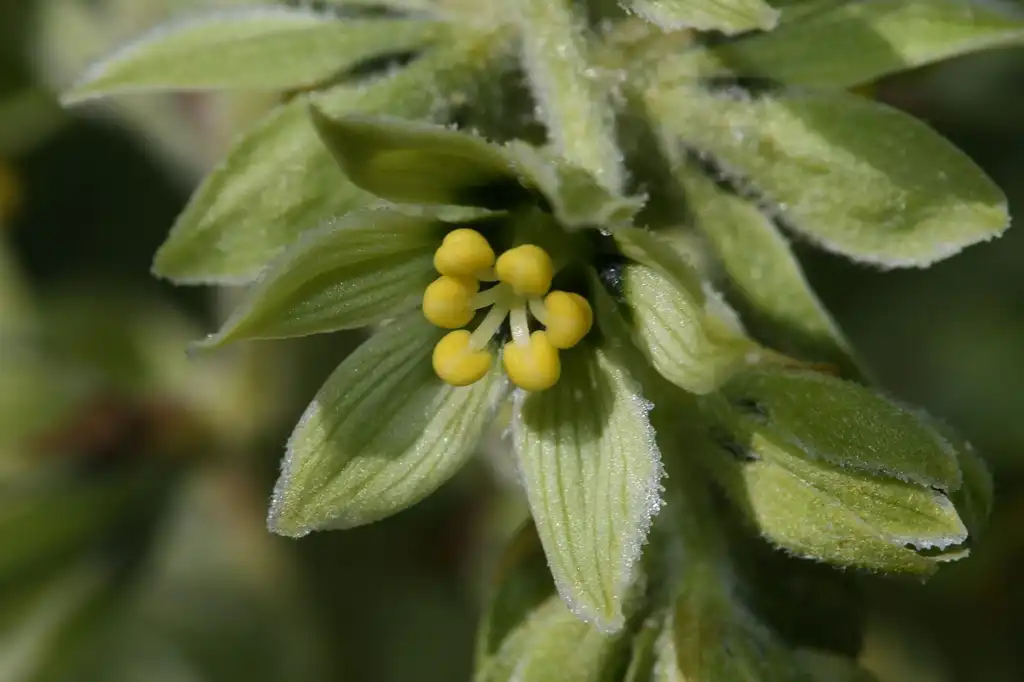 Photo of Veratrum viride (Veratrum virides)