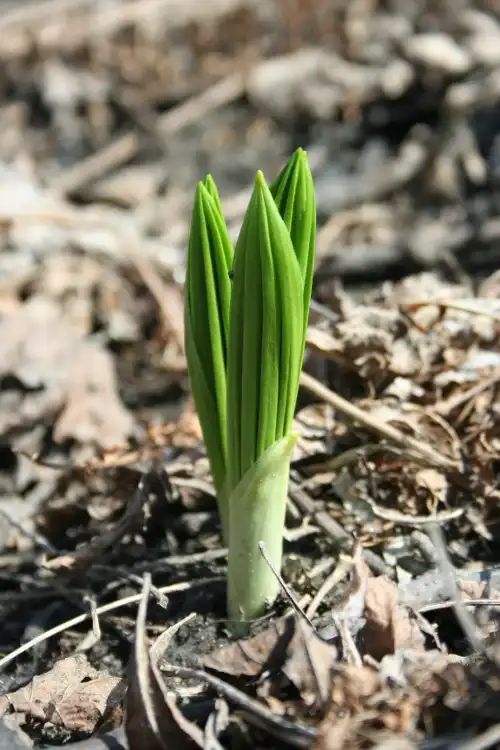 Photo of Veratrum viride - Seedling:EDevost1