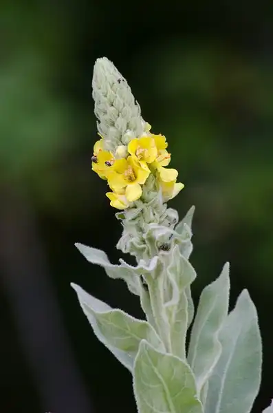 Photo of Verbascum thapsus (Verbascum thapsuss)