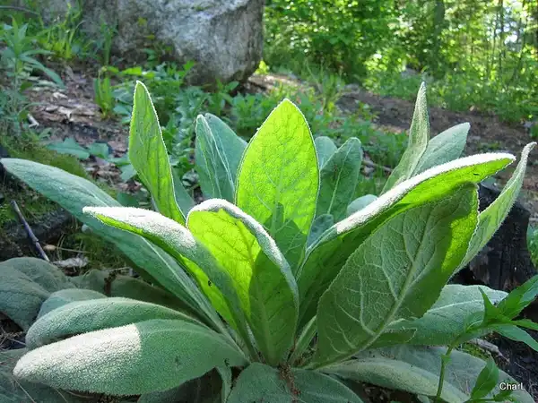 Photo of Verbascum thapsus (Verbascum thapsuss)
