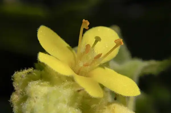 Photo of Verbascum thapsus - Flowers:Frank Mayfield