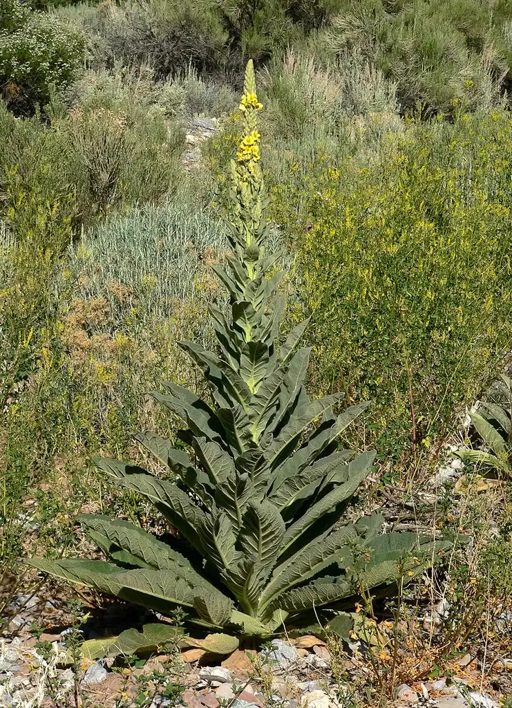 Photo of Verbascum thapsus - Form:Stan Shebs