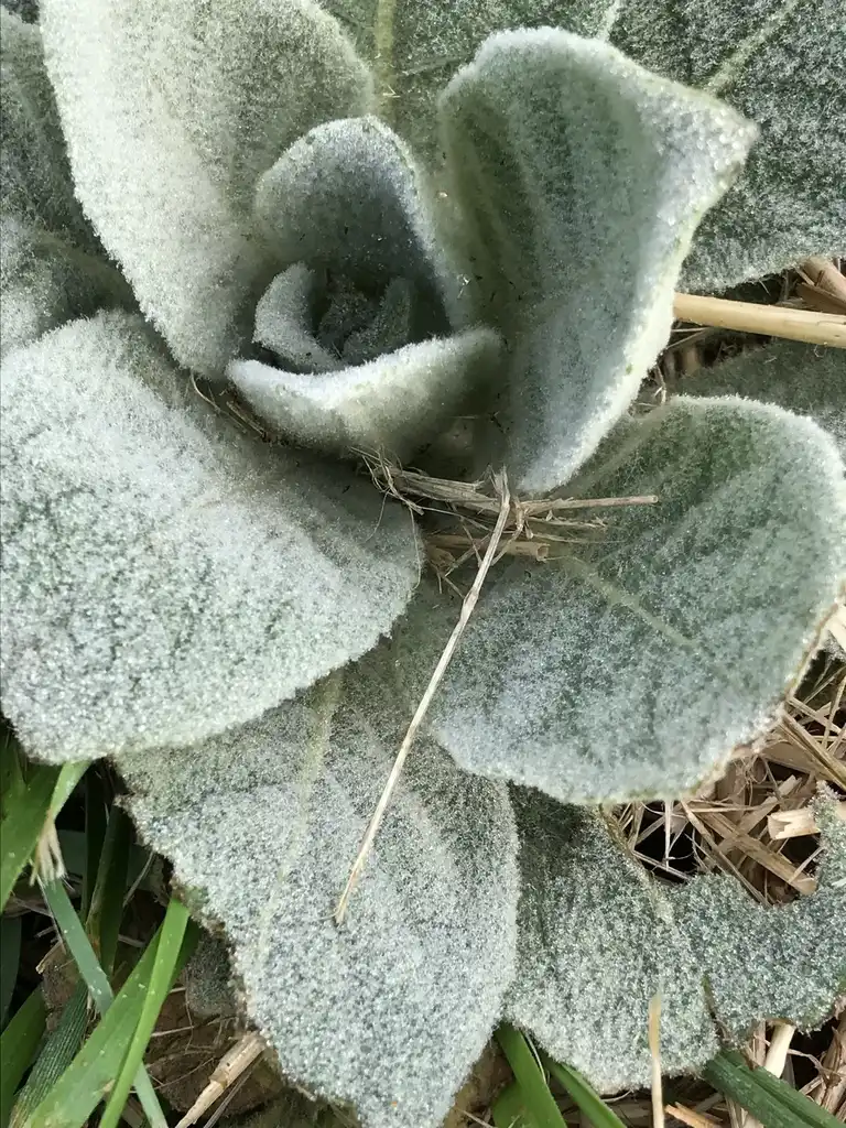 Photo of Verbascum thapsus - Leaf closeup:K. Andre