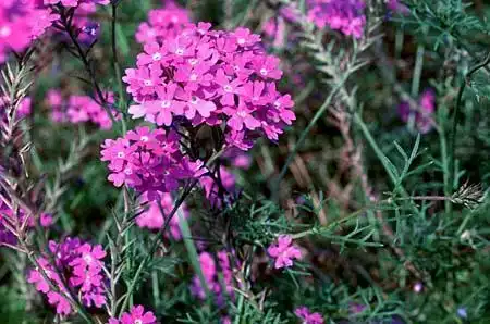 Foto de Verbena aristigera (Verbena aristigeras)