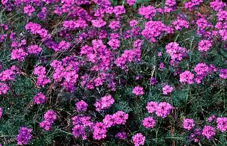 Foto de Verbena aristigera (Verbena aristigeras)
