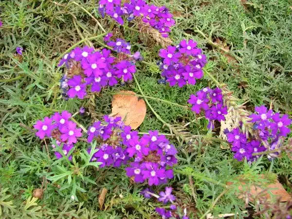 Foto de Verbena aristigera - leaves and flowers:Forest and Kim Starr