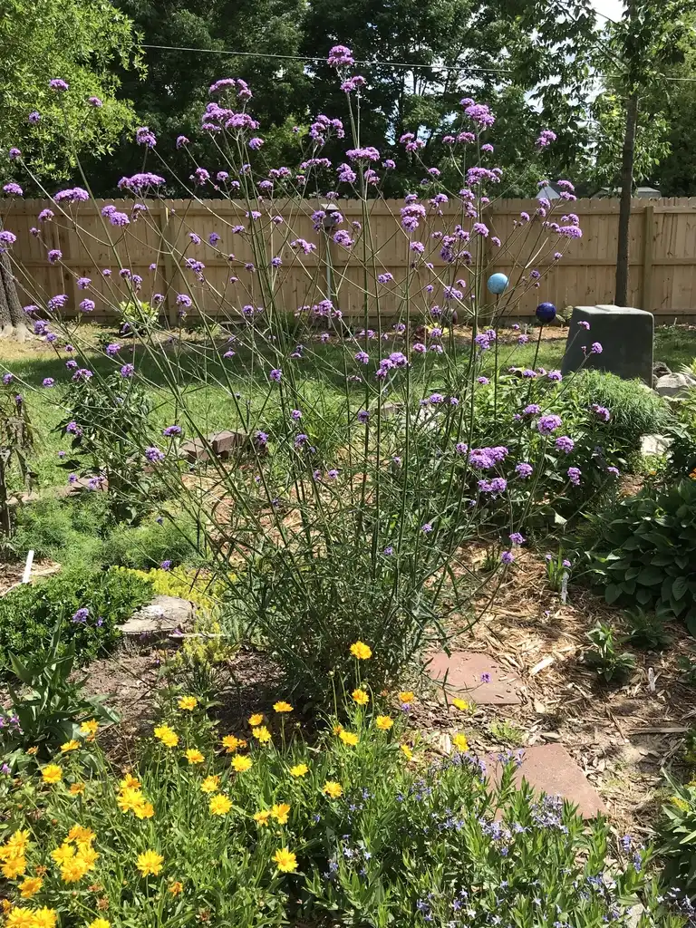 Photo of Verbena bonariensis (Verbena bonariensiss)