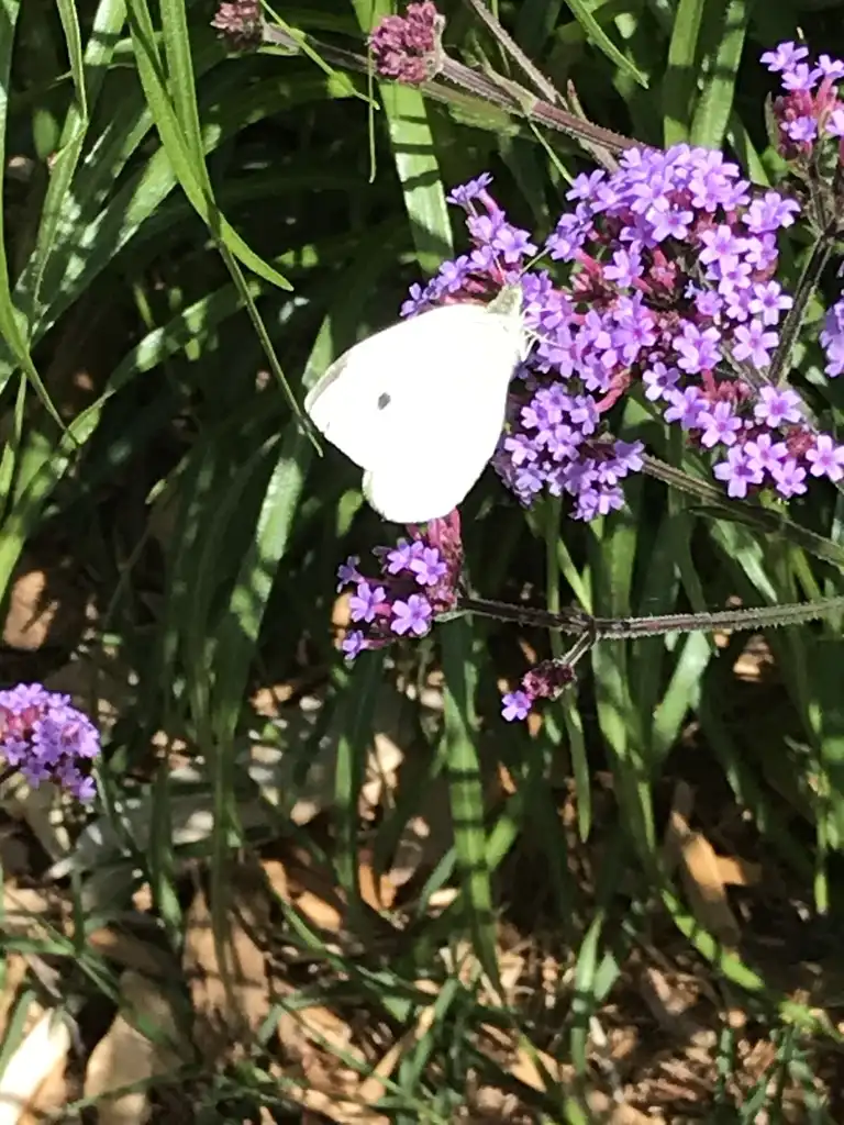 Photo of Verbena bonariensis (Verbena bonariensiss)