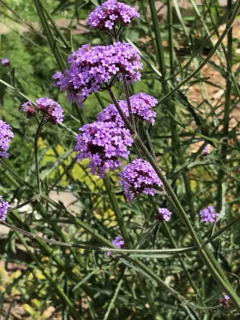 Photo of Verbena bonariensis - Flowers:K. Andre