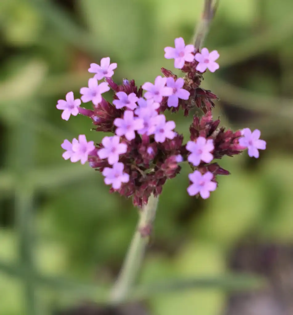 Photo of Verbena bonariensis - Flower Close-up (Wake County, NC):Cathy Dewitt