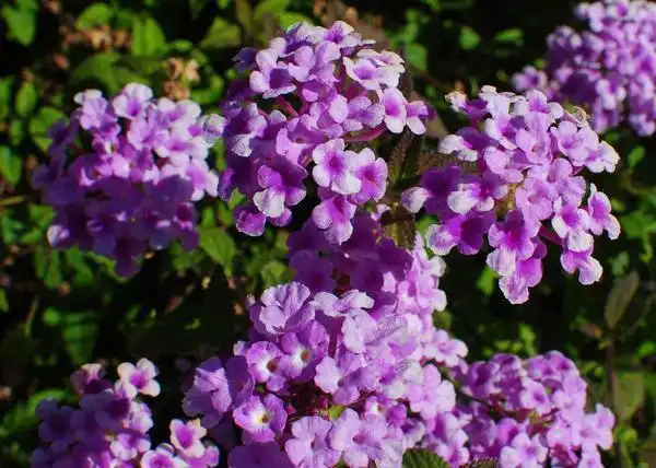 Foto de Verbena canadensis (Verbena canadensiss)